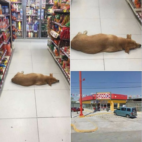 Store Opens Door Letting Stray Dog Enter To Cool Off On Summer Day